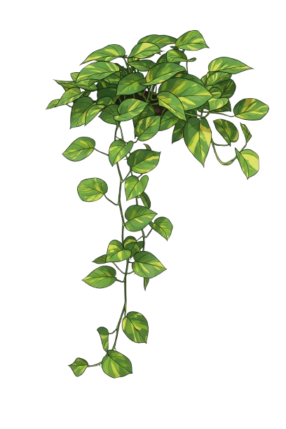 Money Plant
